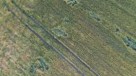Road in the middle of grain fields. Aerial sunrise shot. Stockbeeldmateriaal 170136423