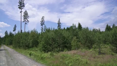Road in the middle of the green forest 스톡 동영상 164587535