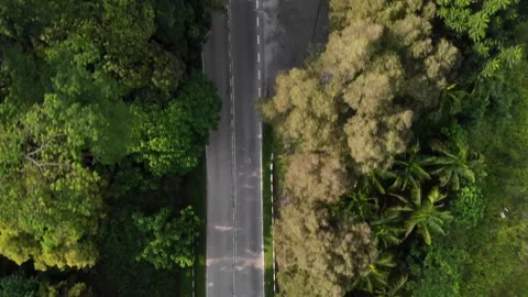 Road in the middle of jungle Video stock 153641853