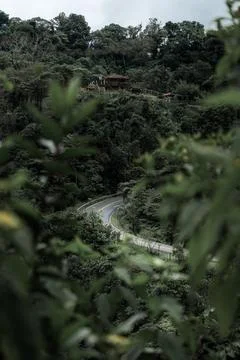 Road in the middle of a jungle Stock Photos