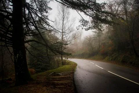 Road in the middle of misty forest Stock Photos