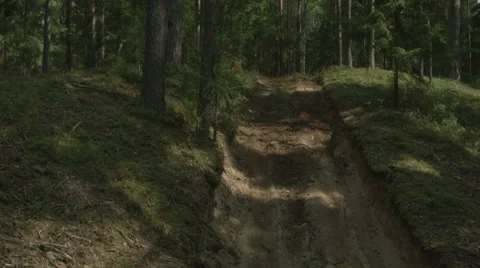 Road in the middle of an pine forest Vídeos de archivo 63906793