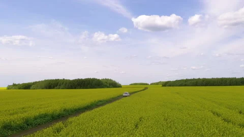 Road in the middle of rapeseed fields Видео 158964690