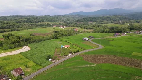A road in the middle of rice fields Stock Footage 148140892