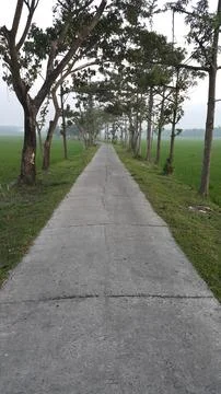 The road in the middle of the rice fields is neat and beautiful. Stock Photos