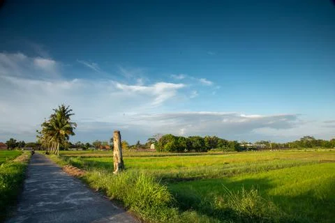 A road in the middle of the rice fields Stock Photos