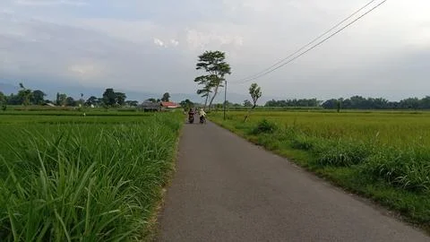 Road in the middle of the rice fields Stock Photos