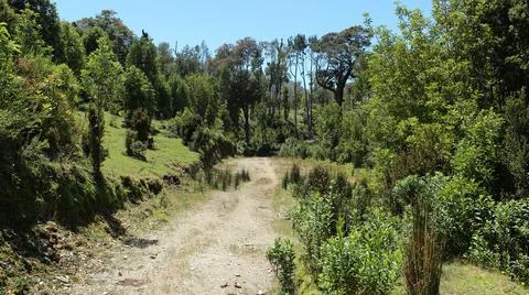 Road in the middle sorrounded by trees 스톡 사진
