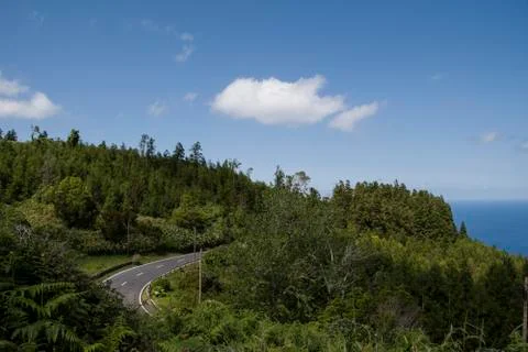 Road in the middle of trees Stock Photos