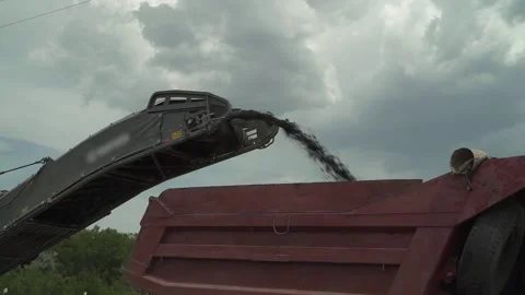 A road milling machine cuts off old asphalt and loads it into a van Video stock 145466039