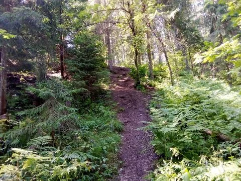 Road to the mountain in the forest Stock Photos