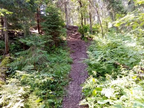 Road to the mountain in the forest Stock Photos