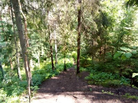 Road from the mountain into the forest Stock Photos