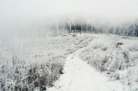 Road in nature on misty winter day with snow on the ground and frozen plants Stock Photos