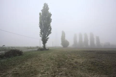 Road next to fields with trees at its edge on a foggy day in the italian co.. Stock Photos