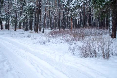 The road next to a pine forest during a snowfall Stock Photos