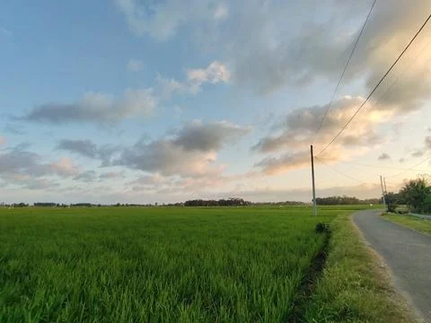 Road next to rice fields 写真素材