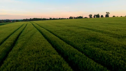 Road on oat field of oat on sunset Stock Footage 113680639