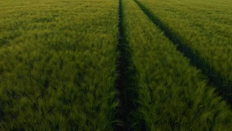 Road on oat field of oat on sunset Stock Footage 113681498