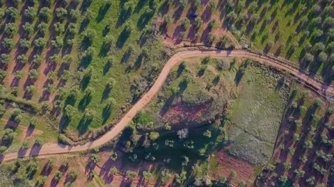 Road in olive field HD Video stock 237775839