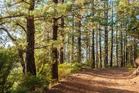 Road or path in forest landscape, trees with sunshine backlight on sunny summ Stock Photos
