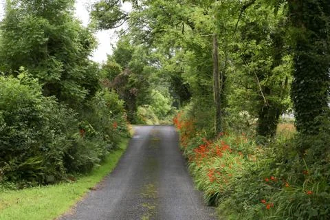 Road or path surrounded by flowers grass and trees leaves green in Ireland Foto stock