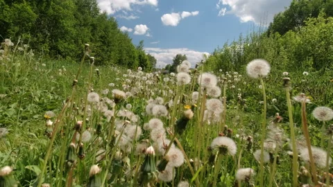 The road is overgrown with dandelions Stock Footage 157129334