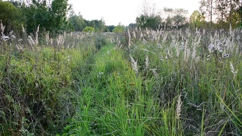 Road overgrown with grass in the field Stock Footage 116663218