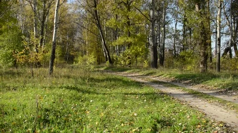 Road panorama in the forest Stock-Footage 45095267
