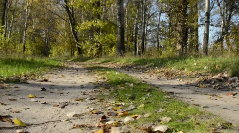 Road panorama in the forest Stock Footage 45095295
