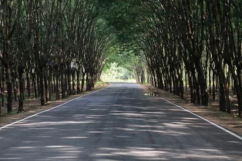 Road in para rubber tree. Stock Photos