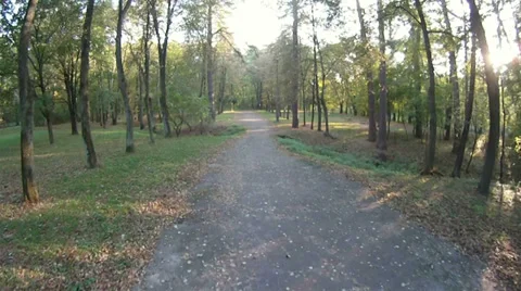 Road to park between green trees. Stock Footage 36243198