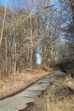 Road in a park between trees Stock Photos
