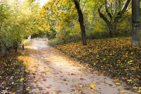 Road in the park with the falling rays of the sun in the fall. Stock Photos