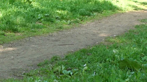 Road in the park Stock Footage 22857372