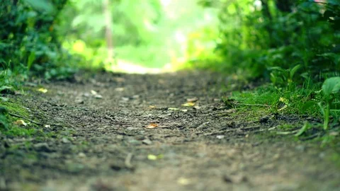 Road in the park Stock-Footage 92135292