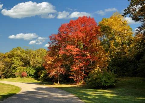 Road in the park Stock Photos