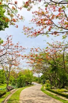 Road in the park Stock Photos