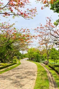 Road in the park Stock Photos