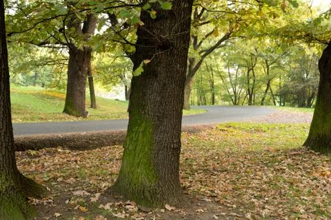 Road in the park Stock Photos