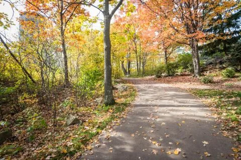 Road in a park Stock Photos