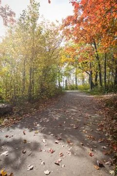 Road in a park Stock Photos