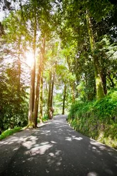 Road in the park Stock Photos
