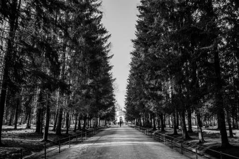 Road in the park Stock Photos