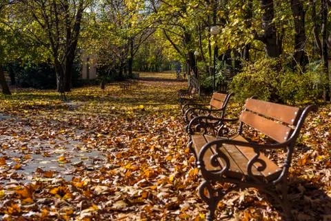Road in a park Stock Photos