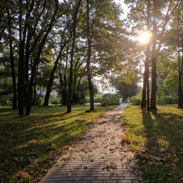 Road in the Park Foto stock