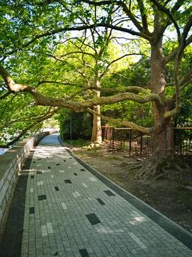Road in the park Stock Photos