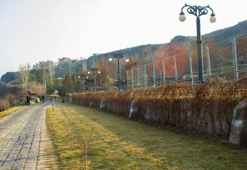 The road in the park with pine trees Stock Photos
