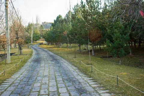 The road in the park with pine trees Stock Photos