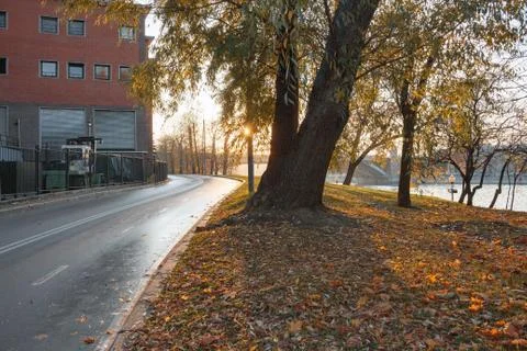 Road in the park at sunset with a tree Фото